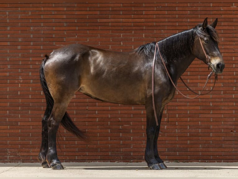 Arbeitspferd Stute 6 Jahre 152 cm Rotbrauner in Watsonville