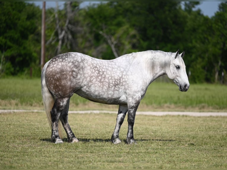 Arbeitspferd Mix Stute 6 Jahre 157 cm Apfelschimmel in Waco, TX