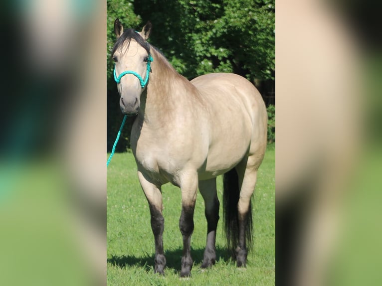 Arbeitspferd Mix Stute 6 Jahre 160 cm Buckskin in Borden, IN