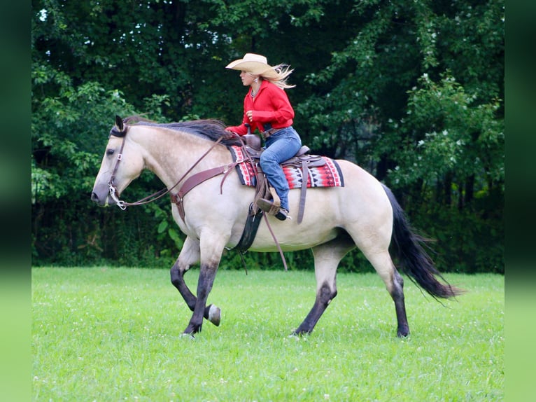 Arbeitspferd Mix Stute 6 Jahre 160 cm Buckskin in Borden, IN