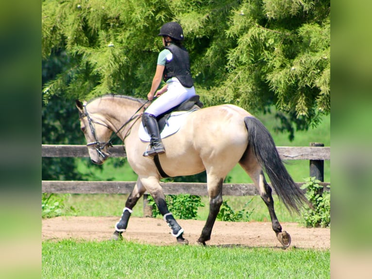 Arbeitspferd Mix Stute 6 Jahre 160 cm Buckskin in Borden, IN