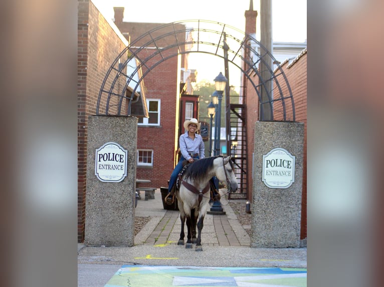 Arbeitspferd Mix Stute 6 Jahre 160 cm Buckskin in Borden, IN