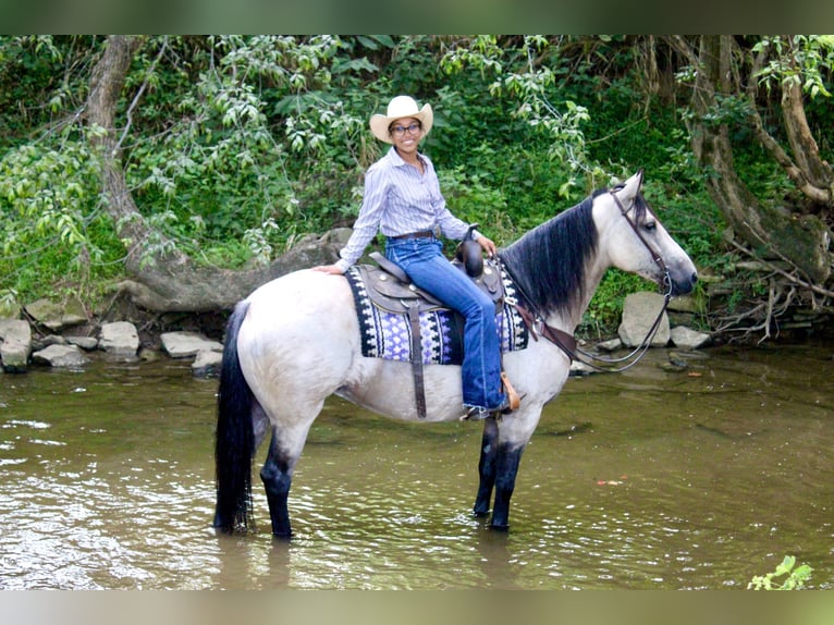 Arbeitspferd Mix Stute 6 Jahre 160 cm Buckskin in Borden, IN