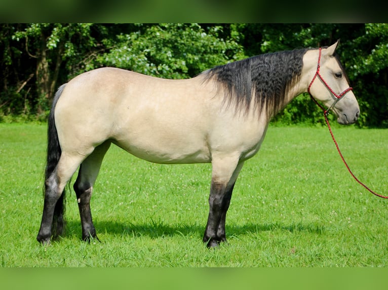 Arbeitspferd Mix Stute 6 Jahre 160 cm Buckskin in Borden, IN