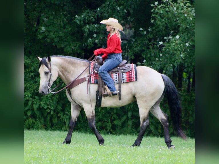 Arbeitspferd Mix Stute 6 Jahre 160 cm Buckskin in Borden, IN