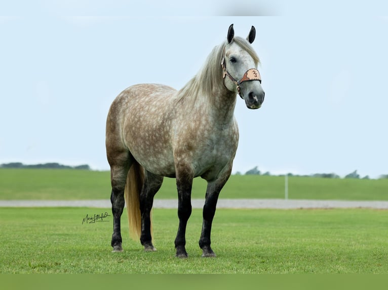 Arbeitspferd Mix Stute 6 Jahre 160 cm Schimmel in Vinita