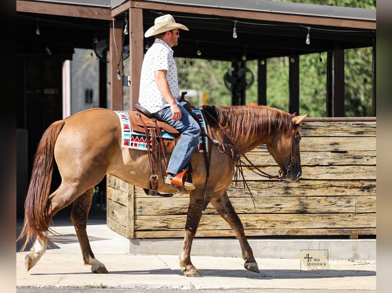 Arbeitspferd Mix Stute 6 Jahre 163 cm Falbe in Santa Fe