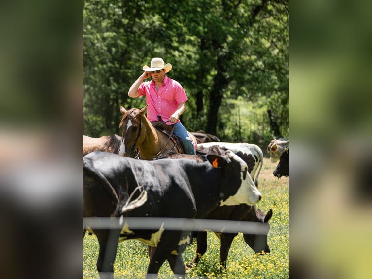 Arbeitspferd Mix Stute 6 Jahre 163 cm Falbe in Santa Fe