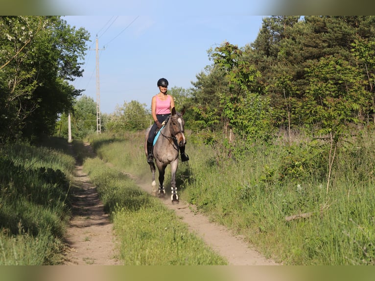 Arbeitspferd Mix Stute 6 Jahre 163 cm Roan-Bay in Gönyű