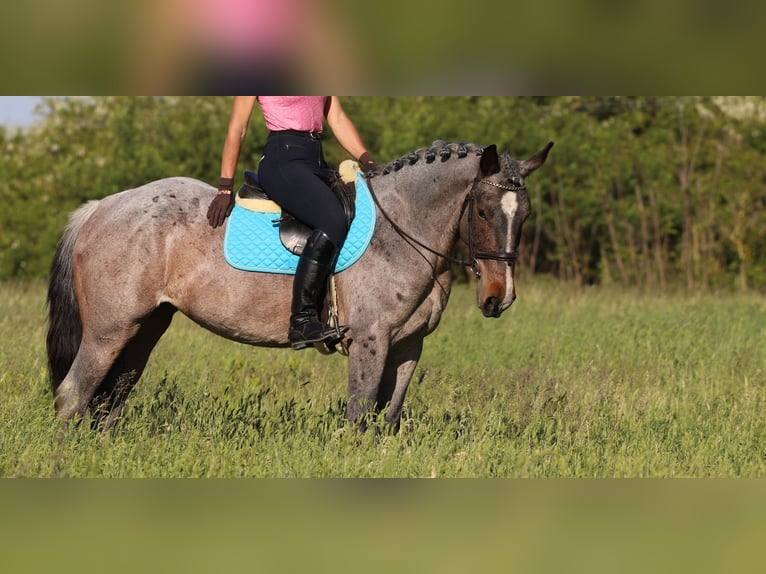 Arbeitspferd Mix Stute 6 Jahre 163 cm Roan-Bay in G&#xF6;ny&#x171;