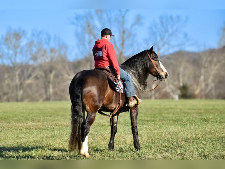 Arbeitspferd Mix Stute 6 Jahre 168 cm Roan-Bay in Crab Orchard, KY