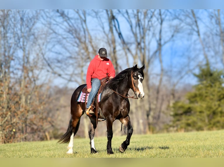 Arbeitspferd Mix Stute 6 Jahre 168 cm Roan-Bay in Crab Orchard, KY