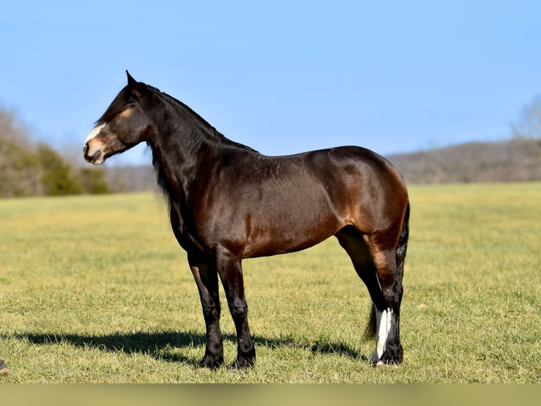 Arbeitspferd Mix Stute 6 Jahre 168 cm Roan-Bay in Crab Orchard, KY