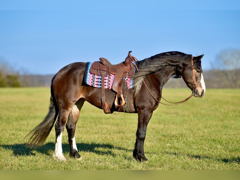 Arbeitspferd Mix Stute 6 Jahre 168 cm Roan-Bay in Crab Orchard, KY