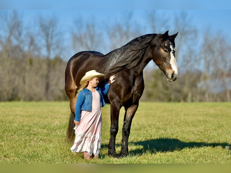 Arbeitspferd Mix Stute 6 Jahre 168 cm Roan-Bay in Crab Orchard, KY