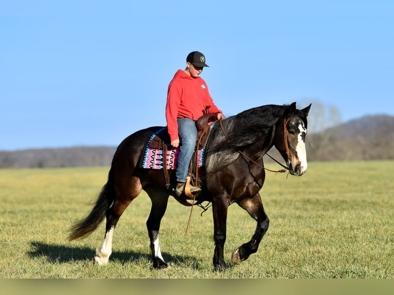 Arbeitspferd Mix Stute 6 Jahre 168 cm Roan-Bay in Crab Orchard, KY