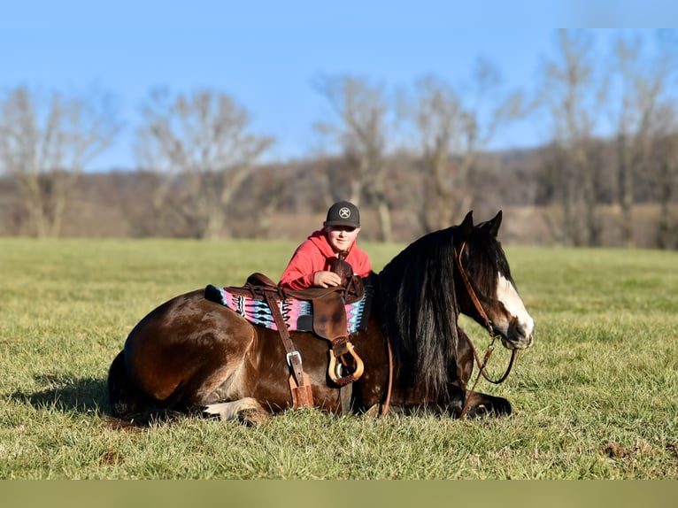 Arbeitspferd Mix Stute 6 Jahre 168 cm Roan-Bay in Crab Orchard, KY