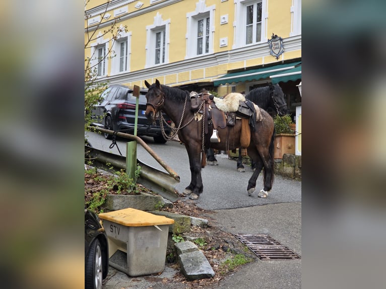 Arbeitspferd Stute 7 Jahre 155 cm Brauner in Mengkofen