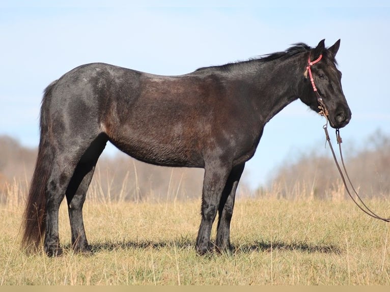 Arbeitspferd Stute 7 Jahre 155 cm Roan-Blue in Brodhead KY