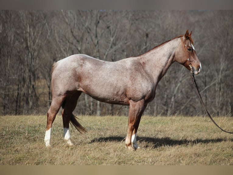 Arbeitspferd Stute 7 Jahre 155 cm Roan-Blue in Brodhead KY