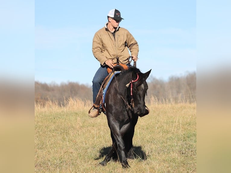 Arbeitspferd Stute 7 Jahre 155 cm Roan-Blue in Brodhead KY