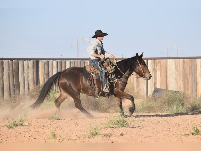 Arbeitspferd Mix Stute 7 Jahre 157 cm Rotbrauner in Amarillo