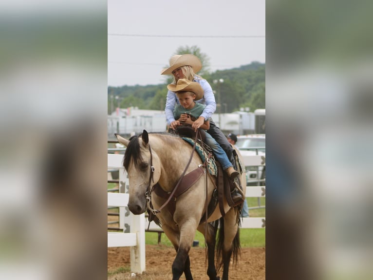 Arbeitspferd Mix Stute 7 Jahre 160 cm Buckskin in Borden, IN