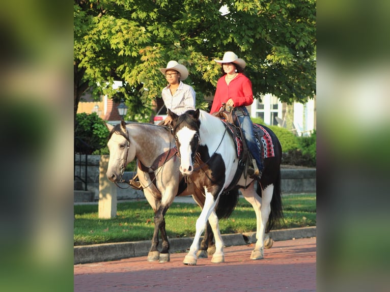 Arbeitspferd Mix Stute 7 Jahre 160 cm Buckskin in Borden, IN