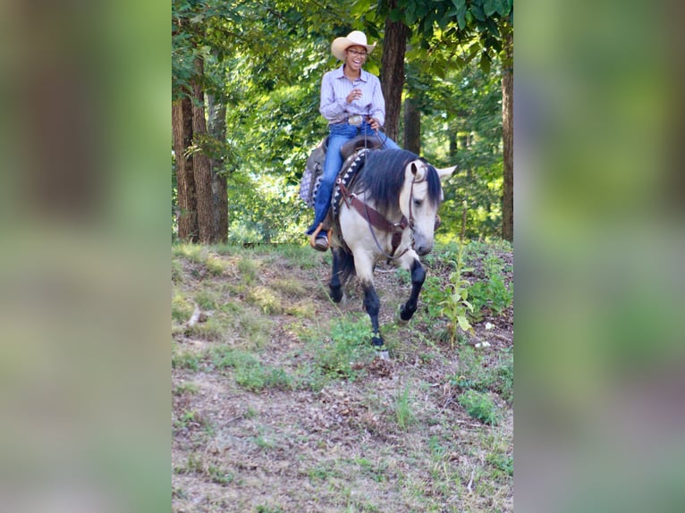 Arbeitspferd Mix Stute 7 Jahre 160 cm Buckskin in Borden, IN