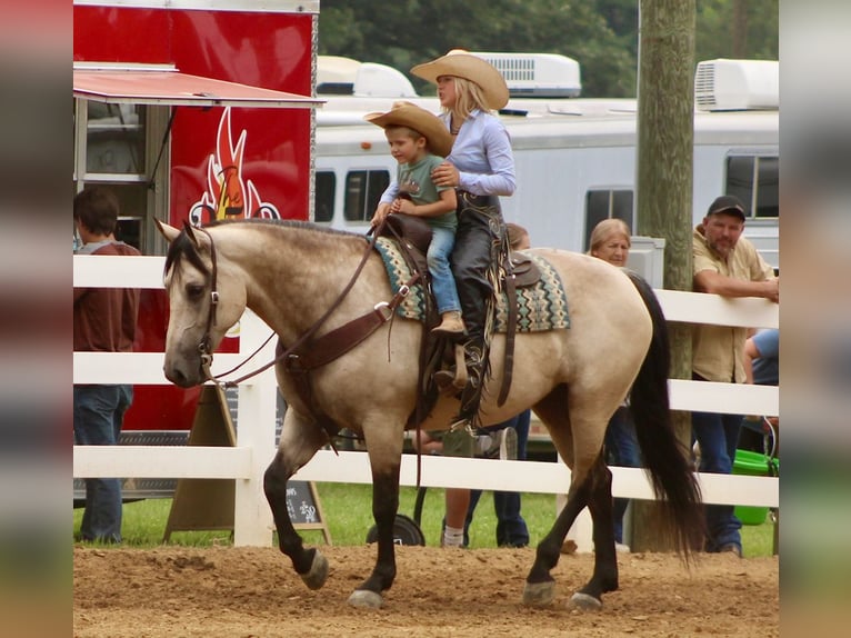 Arbeitspferd Mix Stute 7 Jahre 160 cm Buckskin in Borden, IN