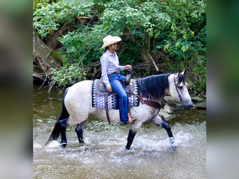 Arbeitspferd Mix Stute 7 Jahre 160 cm Buckskin in Borden, IN