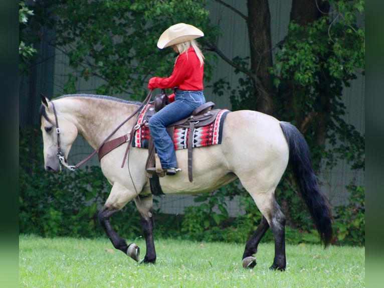 Arbeitspferd Mix Stute 7 Jahre 160 cm Buckskin in Borden, IN