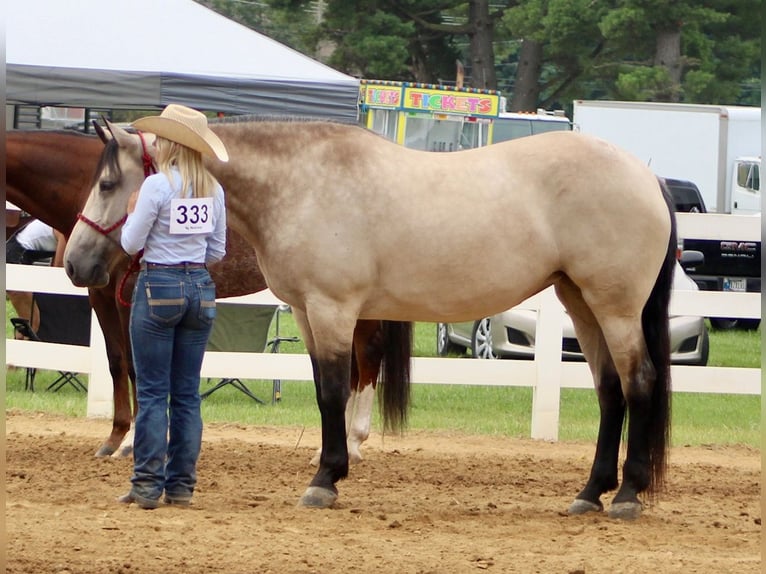 Arbeitspferd Mix Stute 7 Jahre 160 cm Buckskin in Borden, IN