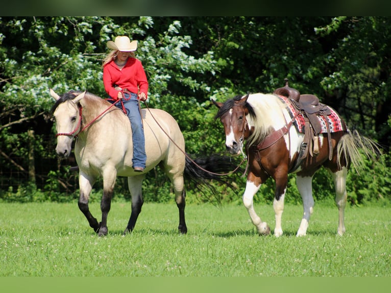 Arbeitspferd Mix Stute 7 Jahre 160 cm Buckskin in Borden, IN