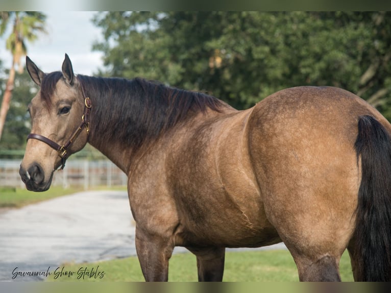 Arbeitspferd Mix Stute 7 Jahre 160 cm Buckskin in Morriston, FL