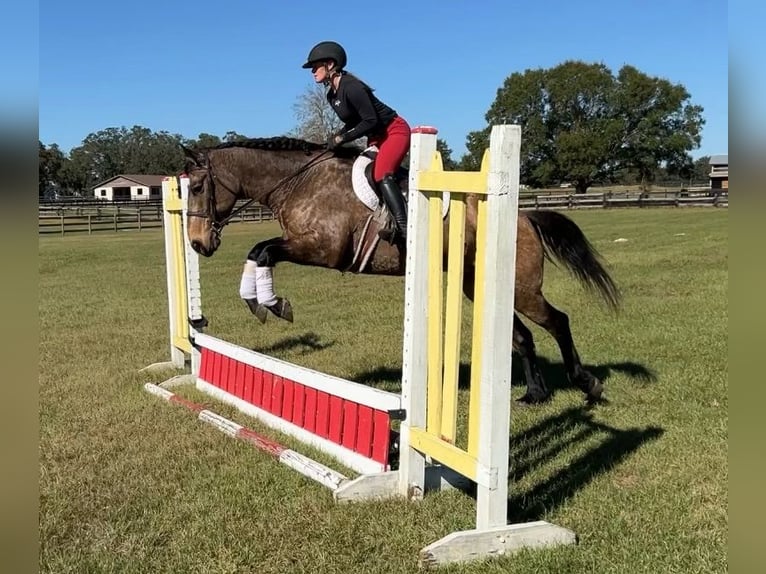 Arbeitspferd Mix Stute 7 Jahre 160 cm Buckskin in Morriston, FL