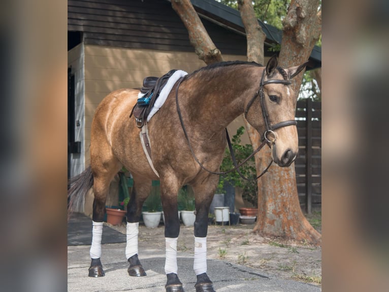 Arbeitspferd Mix Stute 7 Jahre 160 cm Buckskin in Morriston, FL