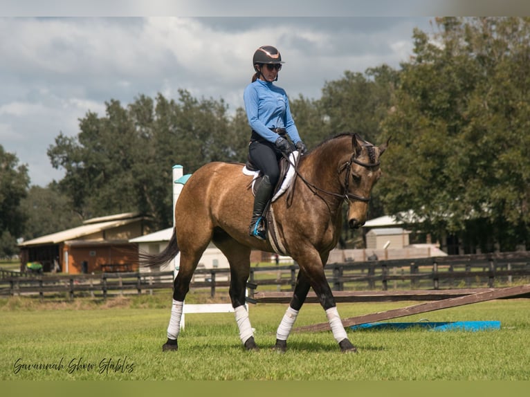 Arbeitspferd Mix Stute 7 Jahre 160 cm Buckskin in Morriston, FL