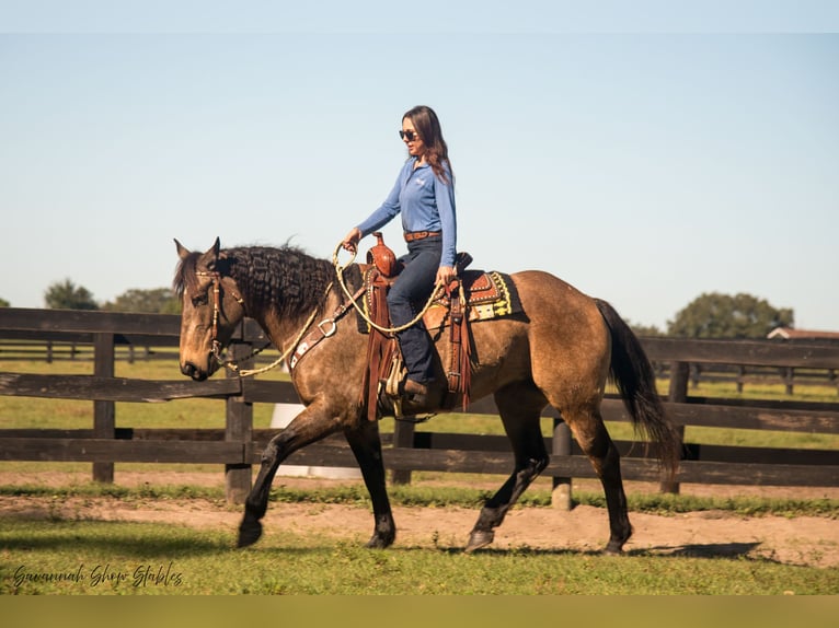 Arbeitspferd Mix Stute 7 Jahre 160 cm Buckskin in Morriston, FL