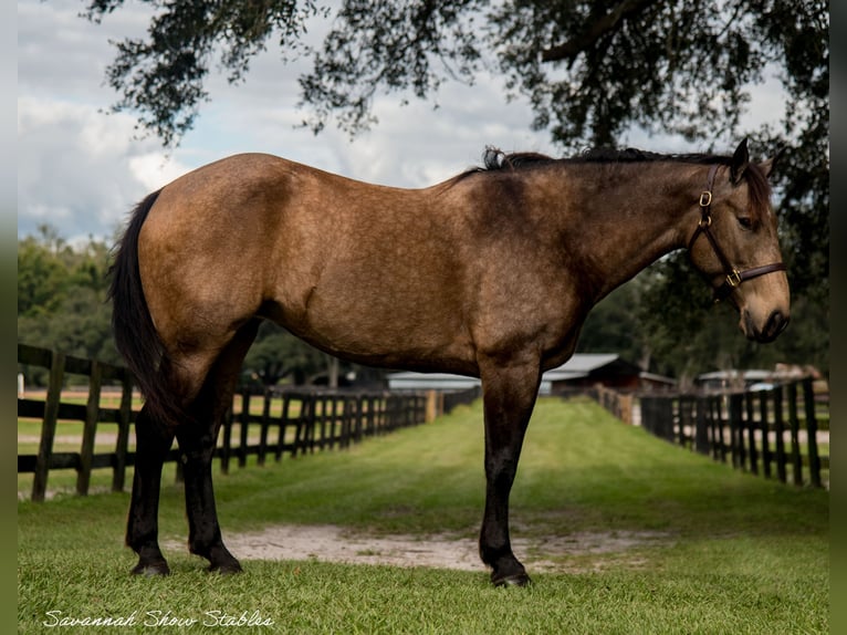 Arbeitspferd Mix Stute 7 Jahre 160 cm Buckskin in Morriston, FL