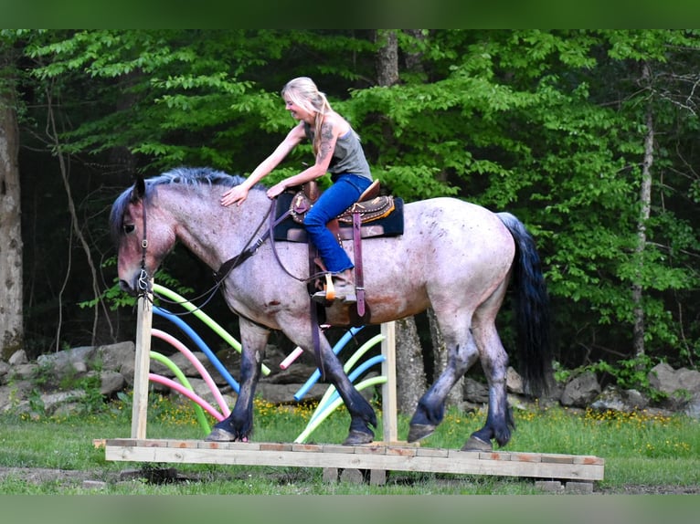 Arbeitspferd Stute 7 Jahre 163 cm Roan-Bay in Middleboro