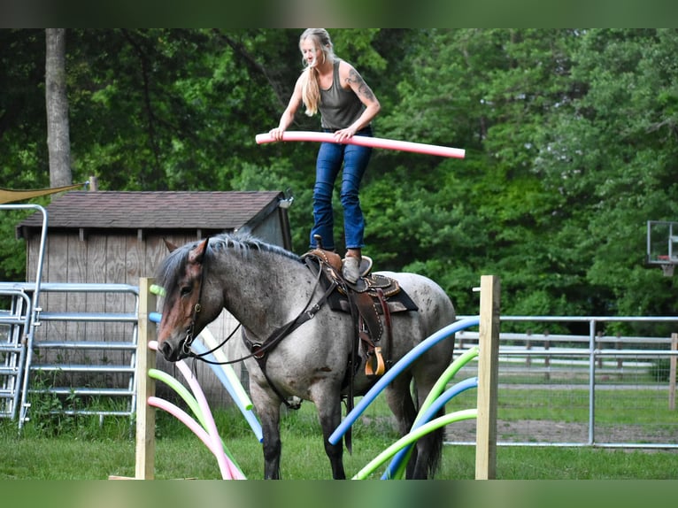 Arbeitspferd Stute 7 Jahre 163 cm Roan-Bay in Middleboro