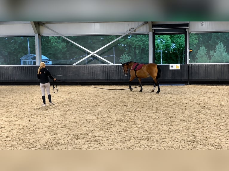 Arbeitspferd Stute 7 Jahre 165 cm Brauner in Almelo