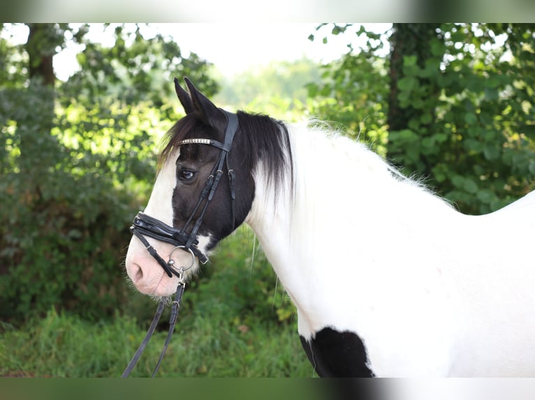 Arbeitspferd Mix Stute 7 Jahre in Jever