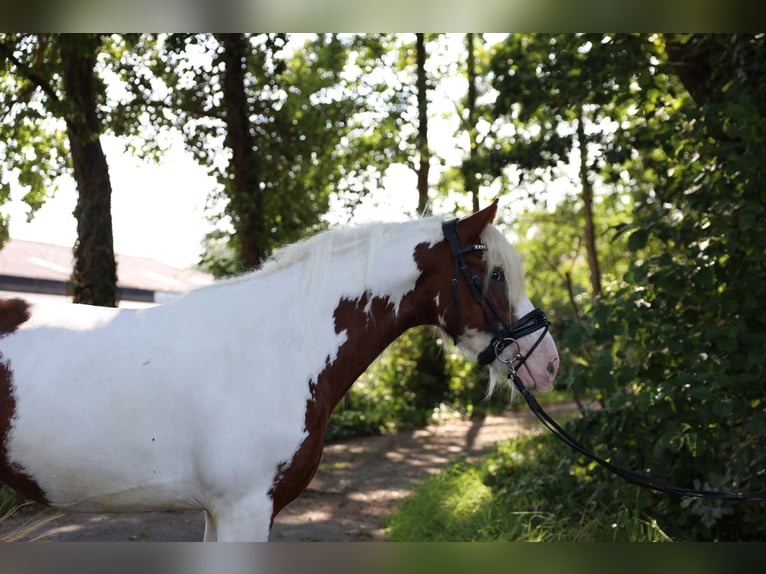 Arbeitspferd Mix Stute 7 Jahre in Jever