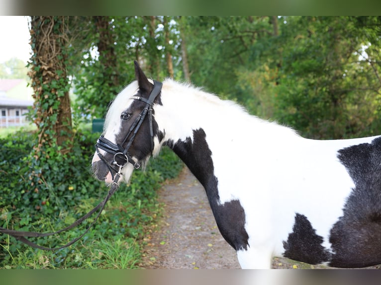 Arbeitspferd Mix Stute 7 Jahre in Jever