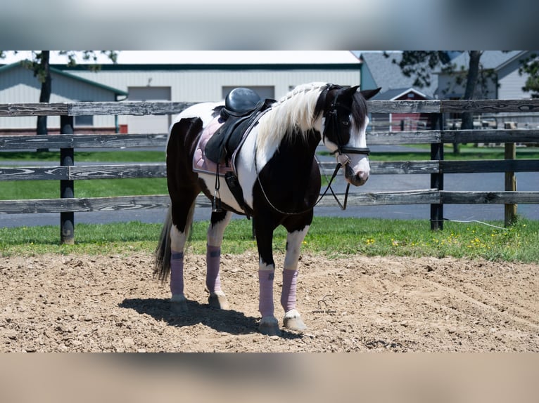 Arbeitspferd Mix Stute 7 Jahre Schecke in Fredericksburg