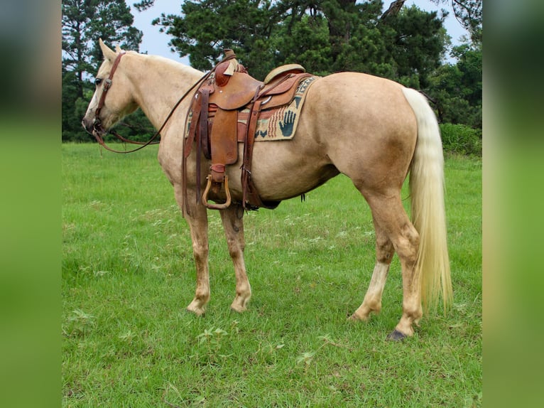 Arbeitspferd Stute 8 Jahre 155 cm Palomino in Rusk TX