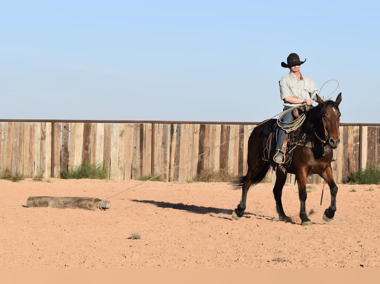 Arbeitspferd Mix Stute 8 Jahre 157 cm Rotbrauner in Amarillo