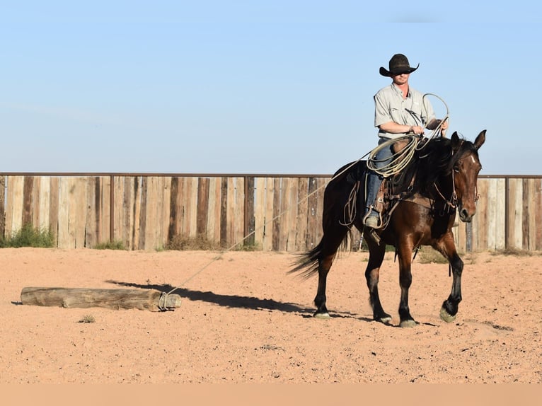 Arbeitspferd Mix Stute 8 Jahre 157 cm Rotbrauner in Amarillo
